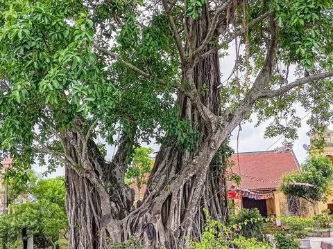 NHÂN QUẢ Ở ĐỜI