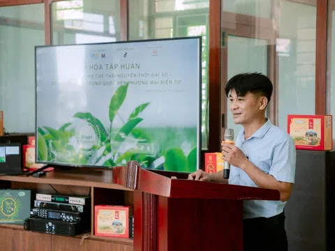 Vùng chè Thái Nguyên nâng cao chất lượng, xây dựng thương hiệu